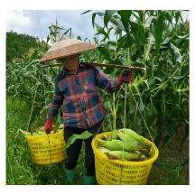 产业“玉”见乡村，振兴开启新篇