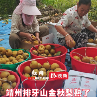  视频丨靖州排牙山金秋梨熟了！采摘期持续至8月底