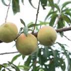 怀化尽远黄桃喜获丰收 生态种植铸就“甜蜜产业”