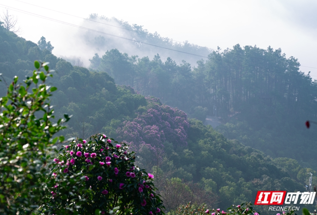 视频丨邀您赴一场山茶之约！怀化中坡国家森林公园山茶花将进入观赏期