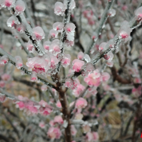 组图丨琼枝玉树映飞山 靖州雾凇绘就冬日诗画