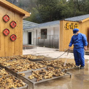 传承“九蒸九晒”古法 新晃黄精产业铺就乡村振兴“黄金路”