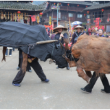 新春走基层丨通道：春天到 “春牛”闹 侗寨犁开新春景