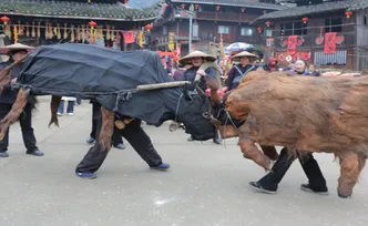 新春走基层丨通道：春天到 “春牛”闹 侗寨犁开新春景