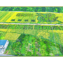 “橙龙”跃然花海  麻阳隆家堡千亩油菜绘就春日画卷