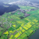 播阳河水映金黄   通道播阳镇油菜花开正盛