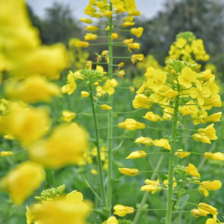 新春走基层 | 抢先看！立春第一抹金黄   点亮洪江市竹山园村的春天