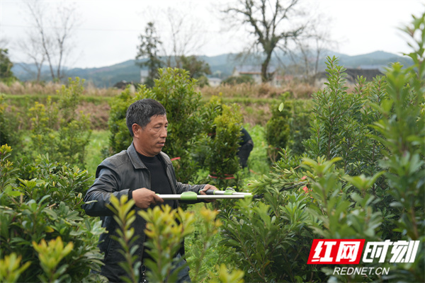 工作人员正在给杨梅苗剪枝（钦苏芬 摄）.JPG