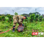 湘琼携手 “梅”好跨越——靖州杨梅苗“安家”海南儋州