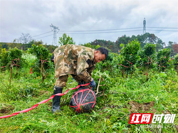 工作人员正在打包杨梅苗（钦苏芬 摄）.jpg
