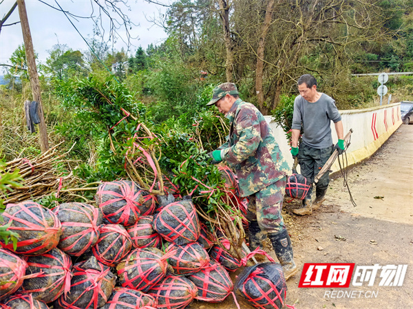 工作人员整理摆放杨梅苗（钦苏芬 摄）.jpg