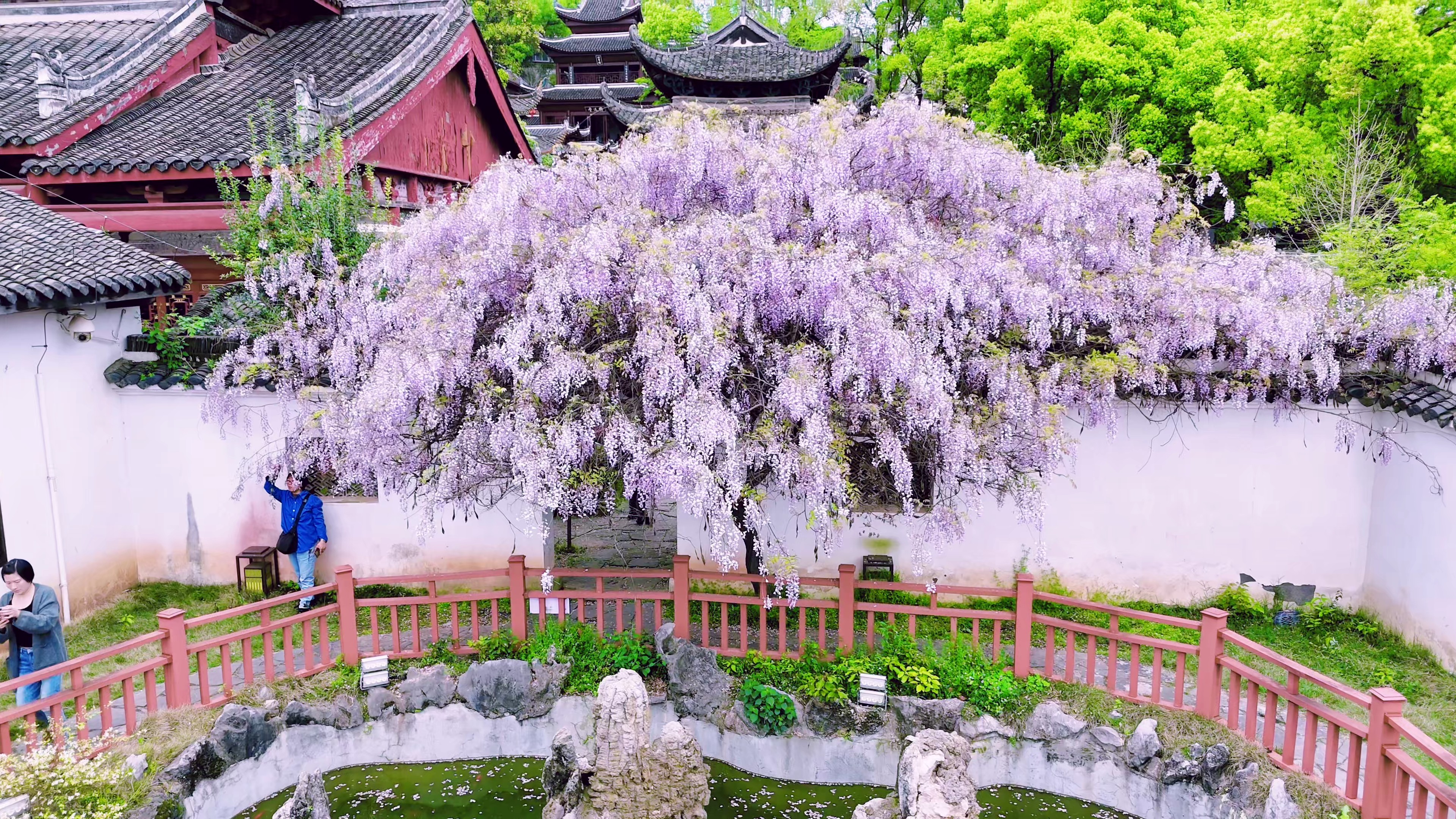 沅陵：千年古刹的春日浪漫
