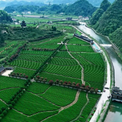 视频丨“热闹在茶园，增收在门口”——沅陵春茶采收见闻