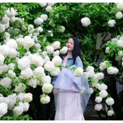 视频丨满树繁花压枝低    在怀化安江农校看最美人间四月天