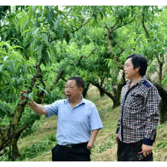 有向往  更向往  ——记2025年湖南省劳动模范、半界村党支部书记向往