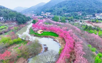 湘潭市岳塘区：樱花盛放迎春来