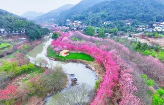 湘潭市岳塘区：樱花盛放迎春来