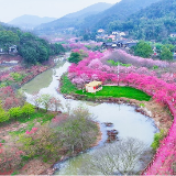 湘潭市岳塘区:樱花盛放迎春来