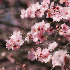 春光正好，来芙蓉区看梅花开满枝！