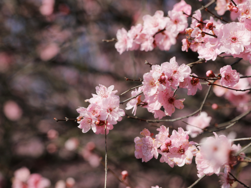 春光正好，来芙蓉区看梅花开满枝！