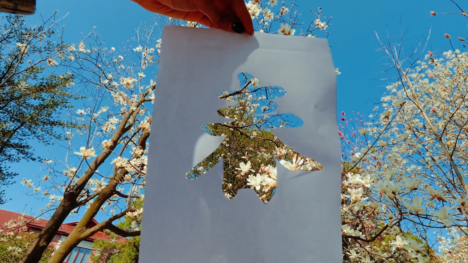 湖南农业大学春日花海上线