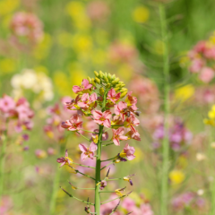湖南农业大学春日花海上线，速来打卡！