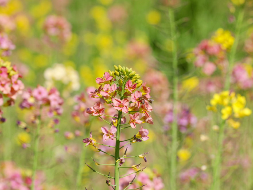 湖南农业大学春日花海上线，速来打卡！