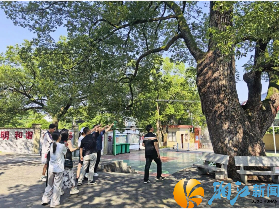 五百年古樟扎根校园，九丰村精细守护留住绿色乡愁
