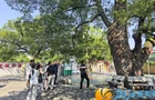 五百年古樟扎根校园，九丰村精细守护留住绿色乡愁