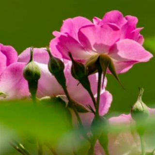 随笔丨洪樱:人生待几何