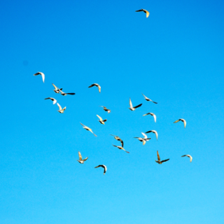 芙蓉·散文丨王国平:临安一个字