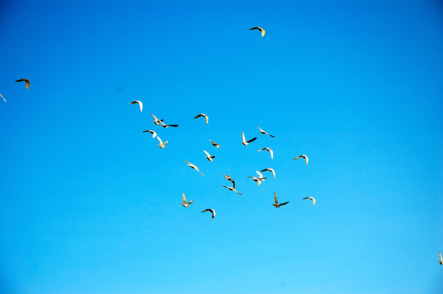 千库网_飞信鸽_摄影图编号8534774_副本.jpg 千库网_飞信鸽_摄影图编号8534774_副本.jpg