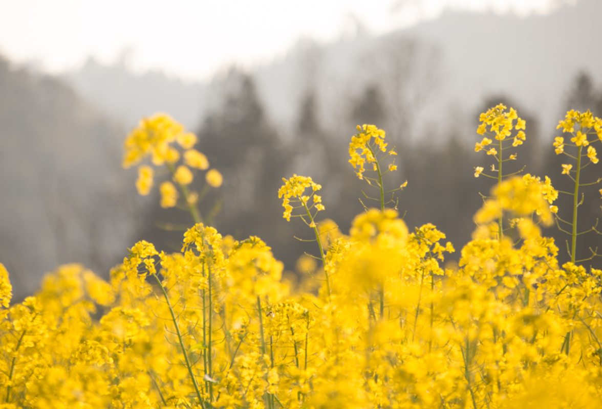 散文丨刘亦哲:外婆留下的财富