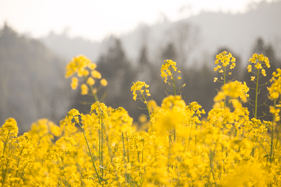 千库网_春天唯美油菜花田花海摄影图_摄影图编号36350_副本.jpg 千库网_春天唯美油菜花田花海摄影图_摄影图编号36350_副本.jpg