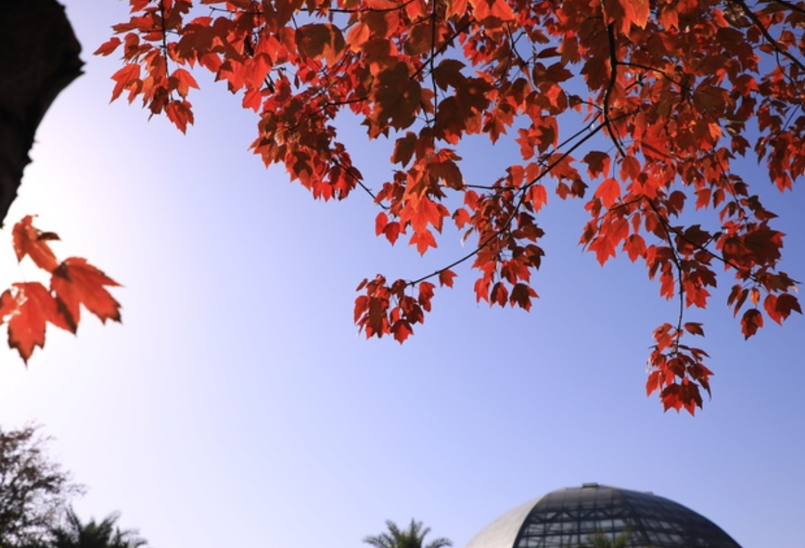 赏冬又有好去处!湖南省植物园彩叶植物进入观赏期