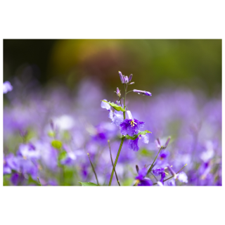 散文丨遥远的牵挂