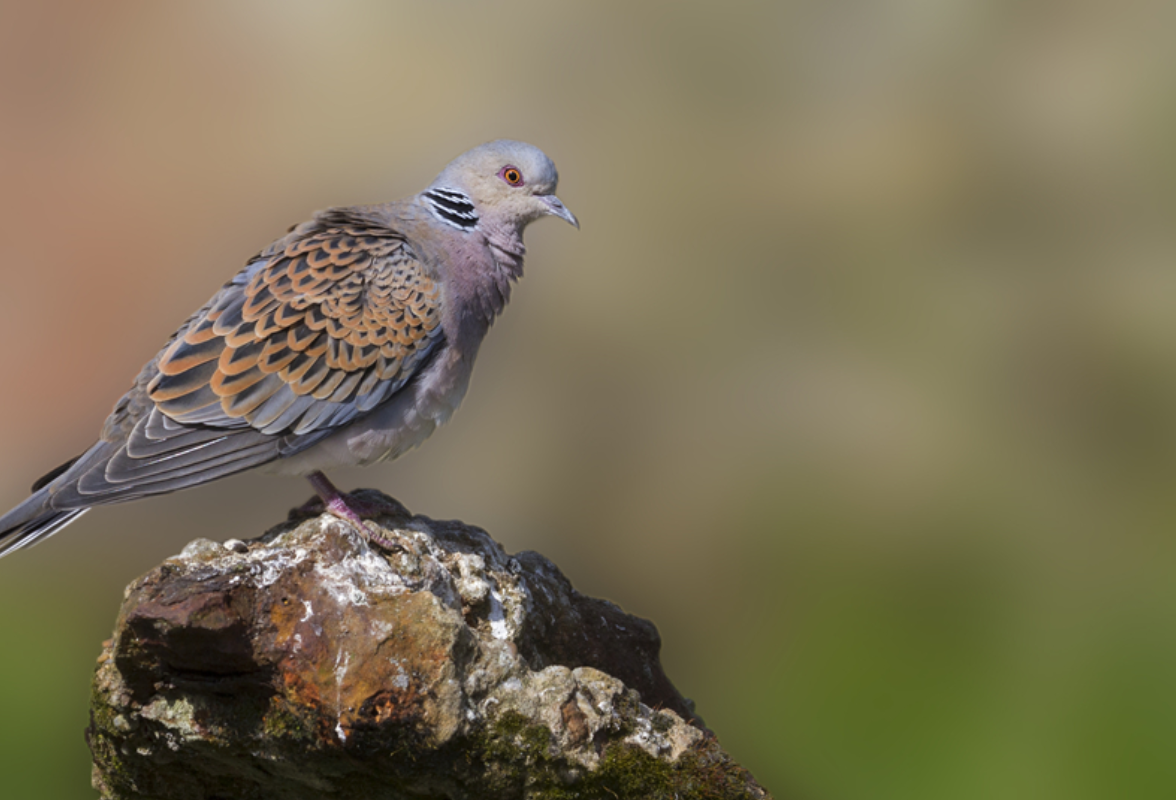 芙蓉·小说丨王平:污渍