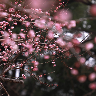 春节趣湖南丨9天长假寻早春，省植物园里赏花指南来了！