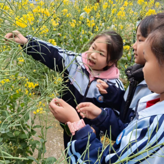 衡阳丨石鼓区同兴路小学开展“护苗・绿书签行动”春日实践活动