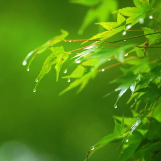 海忆：龙山的愿望