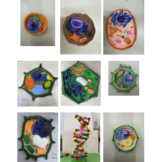 湘潭市九华中学高一年级举办生物模型建构比赛