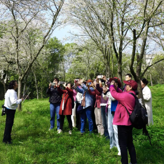 组图｜盘龙大观园樱花园开园 200多个品种樱花进入最佳观赏期