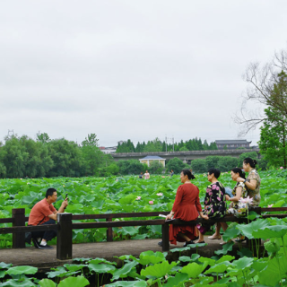 清风荷香夏日之约 盘龙大观园荷花园百亩荷花盛放 