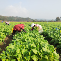 菜心甜,心更甜 ——宜章县长村乡冬日田间采收见闻