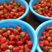 临武县刘家村:冬日里的“莓”好时光