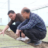 临武县农业农村局：早稻育秧正当时 技术指导助春耕