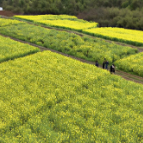 嘉禾县:农技下沉 助力农户增收