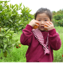 宜章县玉溪镇廖家湾村:沃柑满枝头 游客采摘乐