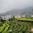 春到茶山绿 奋楫启新程