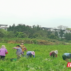 资兴市：越冬香芋采收忙